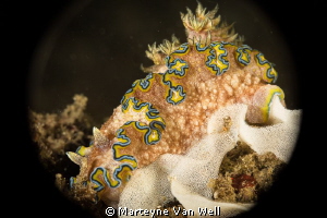 Nudibranch with eggs by Marteyne Van Well 